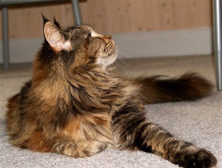 Maine Coon DK's bright Magdalena billede 6