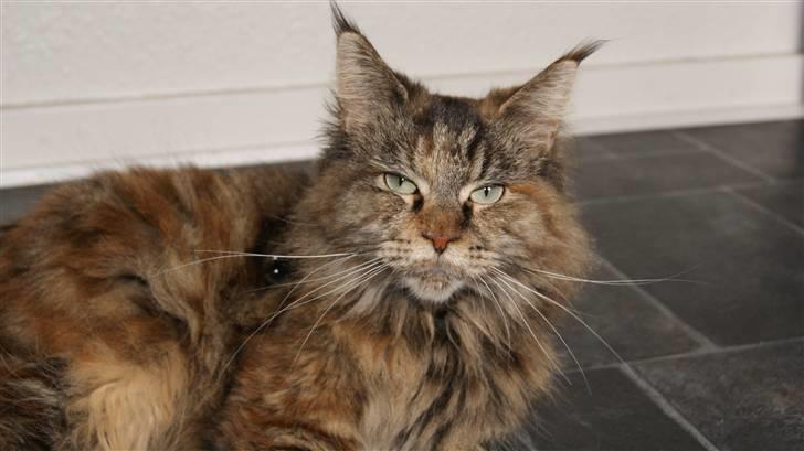 Maine Coon DK's bright Magdalena billede 7