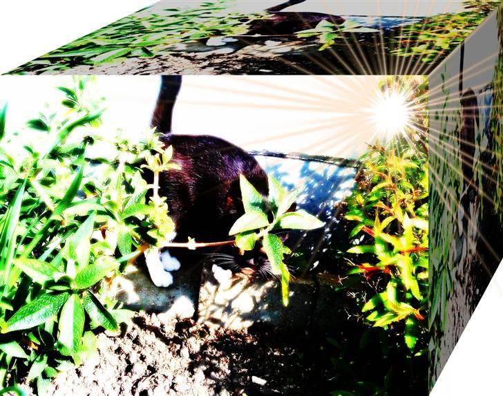 Huskat Pjevs billede 8