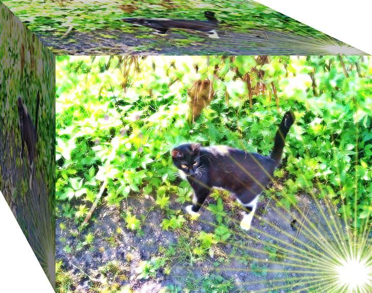 Huskat Pjevs billede 9