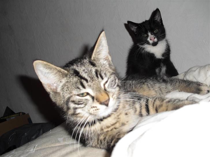 Blanding af racer Kjeldsen billede 1