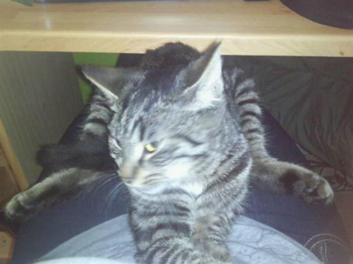 Blanding af racer Kjeldsen billede 2