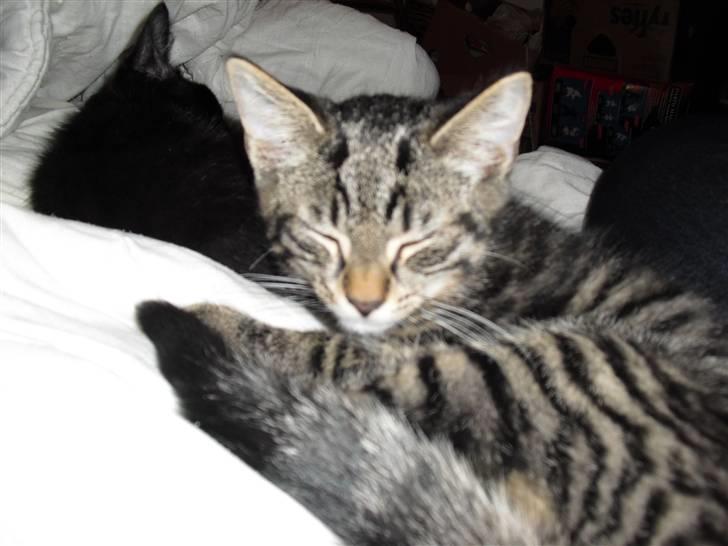 Blanding af racer Kjeldsen billede 3