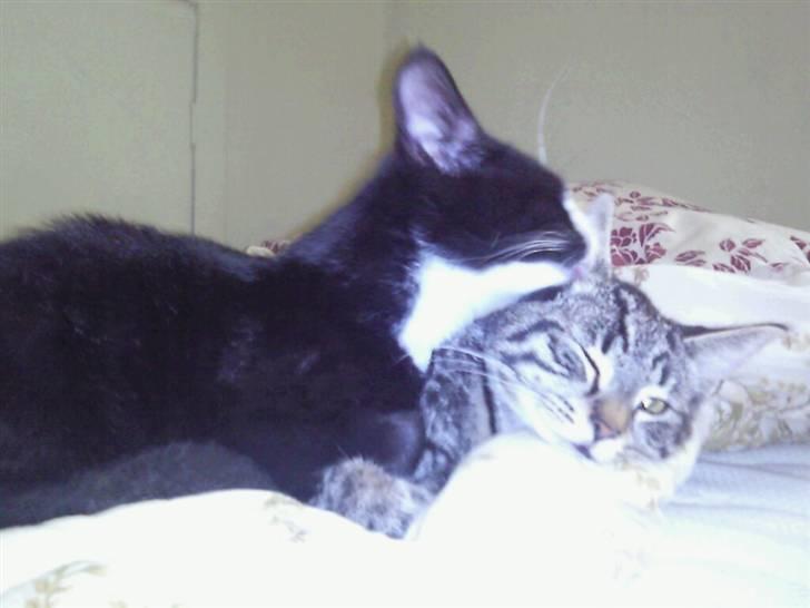 Blanding af racer Kjeldsen billede 4