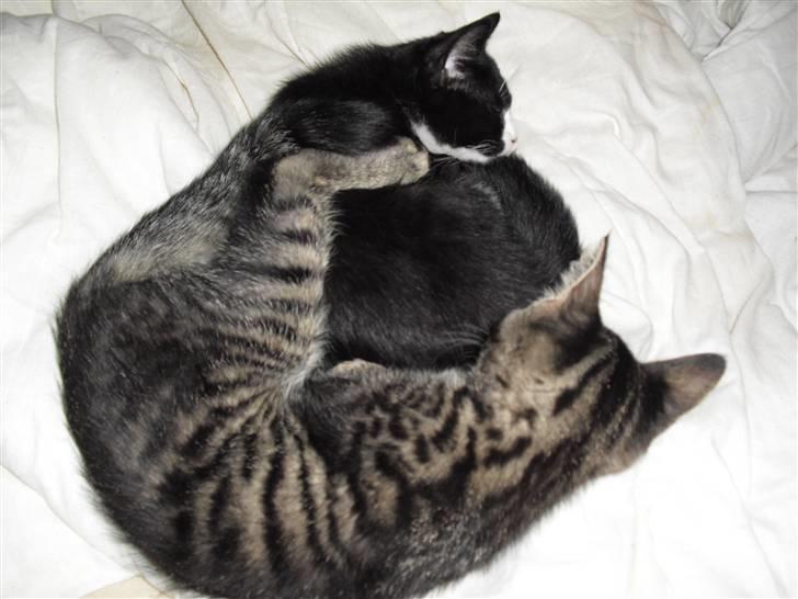 Blanding af racer Kjeldsen billede 5