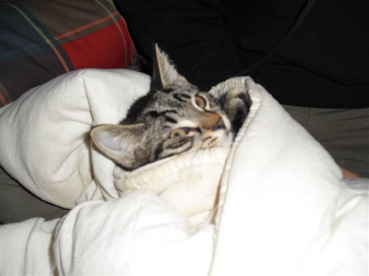 Blanding af racer Kjeldsen billede 6