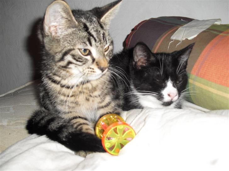 Blanding af racer Kjeldsen billede 7