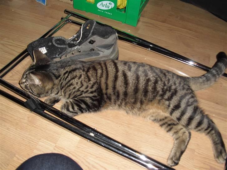 Blanding af racer Kjeldsen billede 8