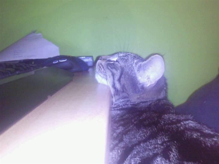 Blanding af racer Kjeldsen billede 9