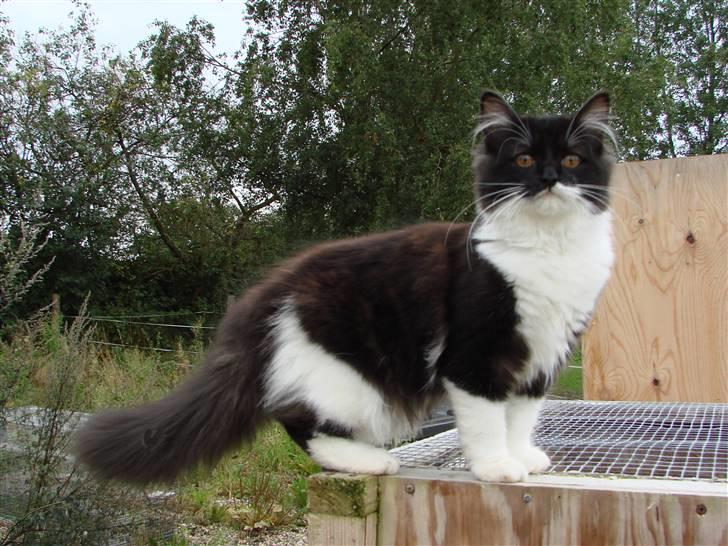 Blanding af racer Batkat billede 8