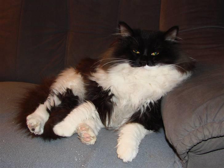 Blanding af racer Batkat billede 9