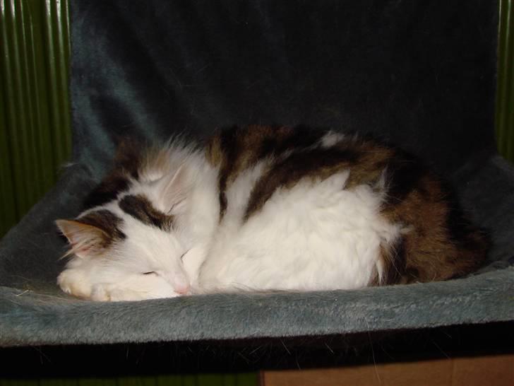 Norsk Skovkat Fie billede 10