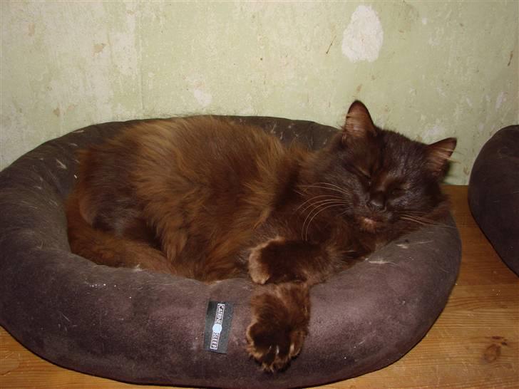 Blanding af racer Schoko billede 9