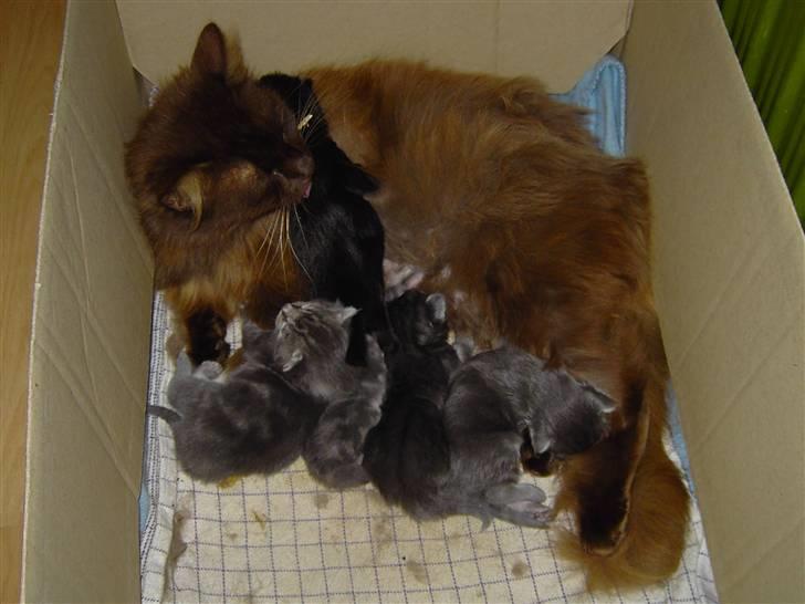 Blanding af racer Chess - Ganske ny med mor Schoko billede 2