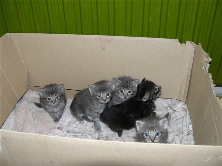 Blanding af racer Chess - Chess med sine søskende Uno, Ludo, Domino og Kinaskak..... billede 3