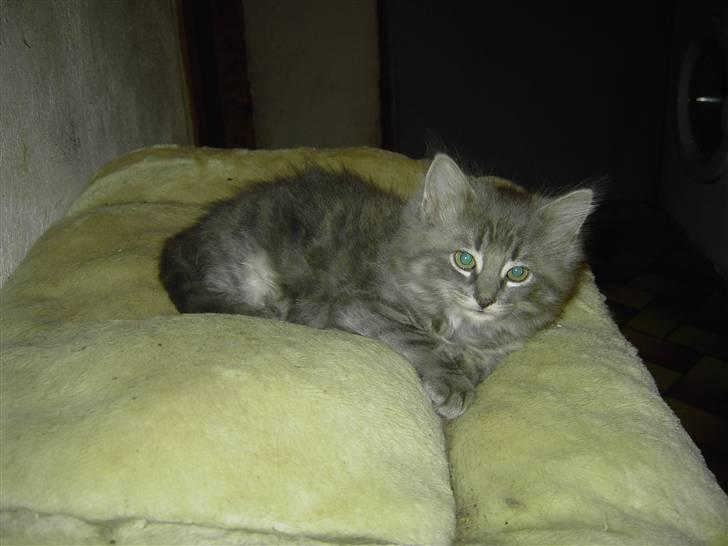 Blanding af racer Chess billede 4