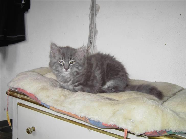 Blanding af racer Chess billede 5