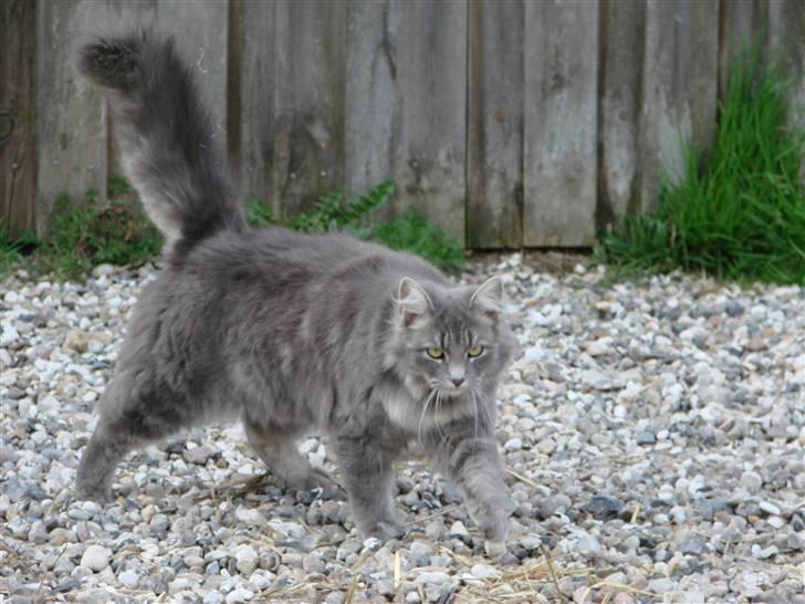 Blanding af racer Chess billede 6