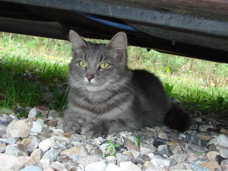 Blanding af racer Chess billede 7