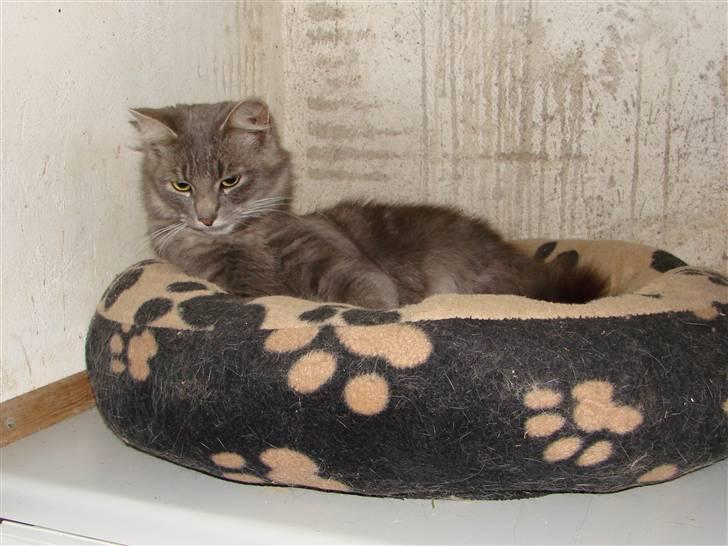 Blanding af racer Chess - Nov 2009 billede 8