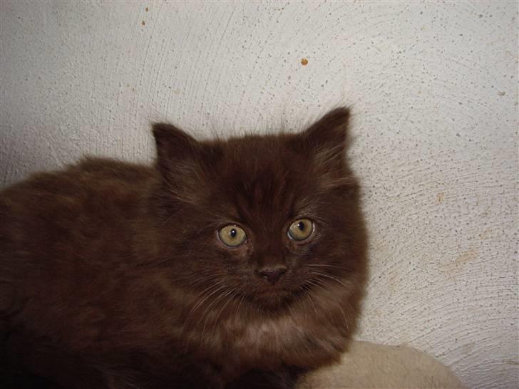 Blanding af racer Nougat - Velkommen til Nougats profil billede 1