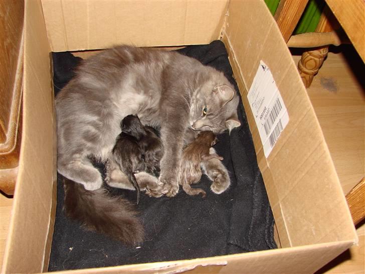 Blanding af racer Nougat - Helt ny, men mor Chess og søskende Lakrids og Skumfidusen.. billede 2