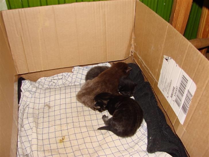 Blanding af racer Nougat - ti dage gammel billede 3