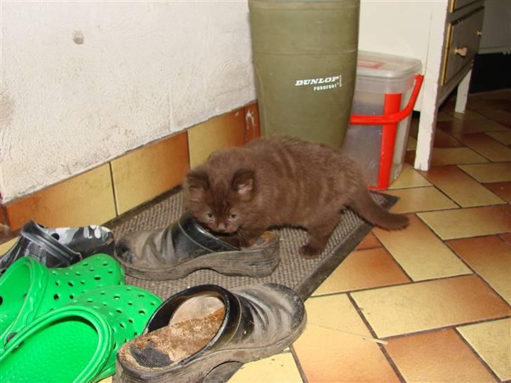 Blanding af racer Nougat - Gummistøvlekillerkat billede 4