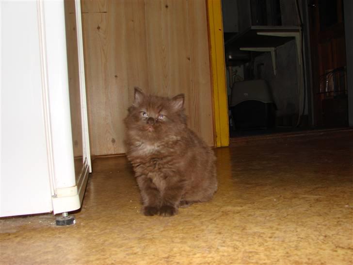 Blanding af racer Nougat billede 5