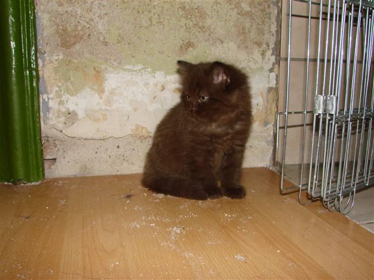 Blanding af racer Nougat billede 6