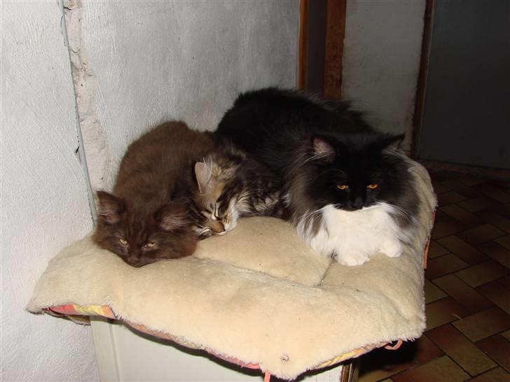 Blanding af racer Nougat - Med Skumfidusen og halv-storesøster Batkat billede 7