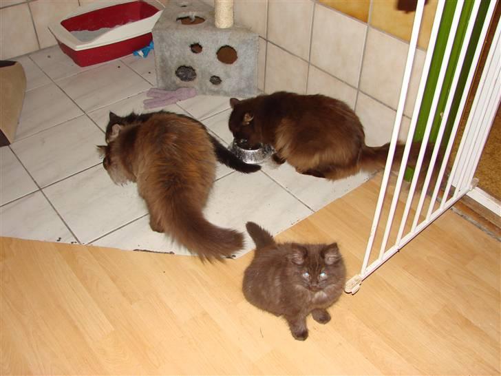 Blanding af racer Nougat - Familieidyl: Forrest Nougat, halvstorebror Chokofant, næsten skjult Skumfidusen og yderst til højre mor og bedstemor Schoko billede 8