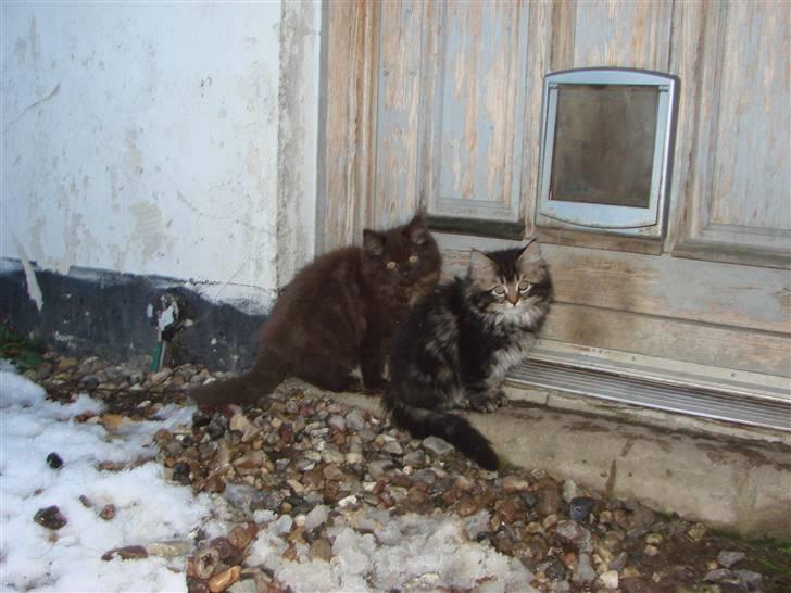 Blanding af racer Nougat - Uha det er koldt..... billede 9