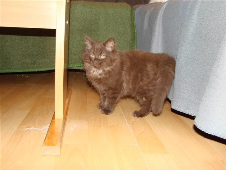 Blanding af racer Nougat billede 10