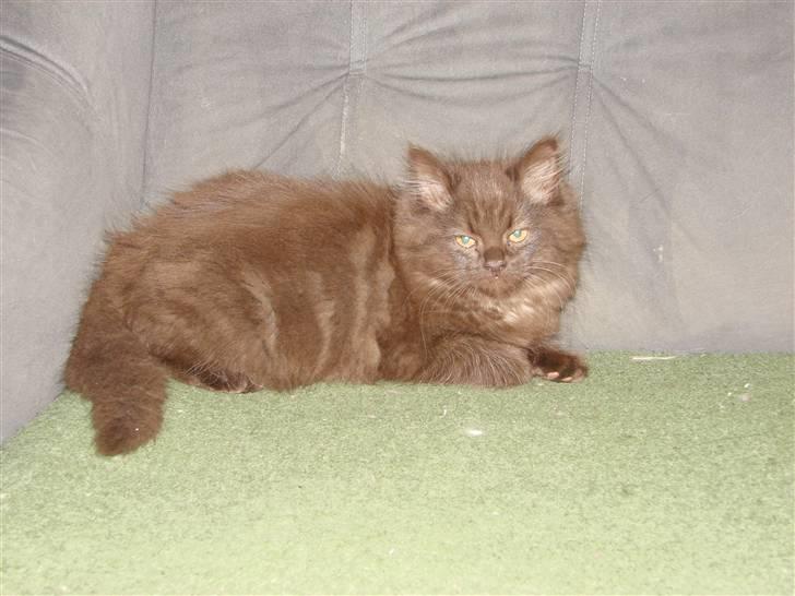 Blanding af racer Nougat billede 11