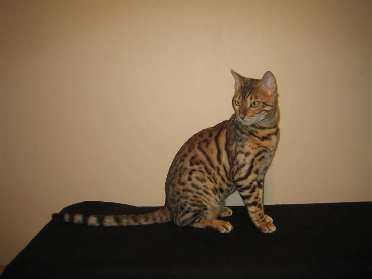 Bengal Ace of Spades RIP billede 1