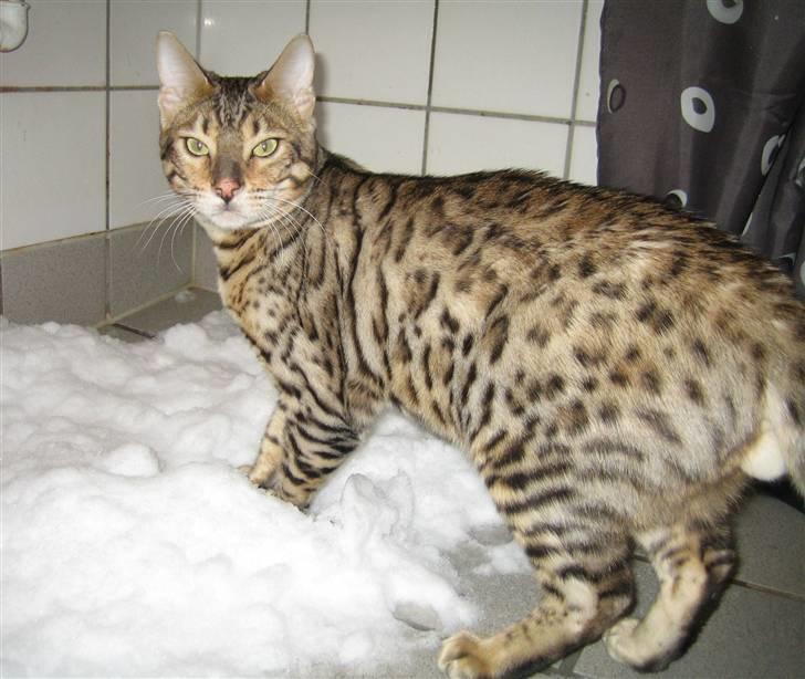 Bengal Ace of Spades RIP - Ace leger i sne i brusekabinen billede 2