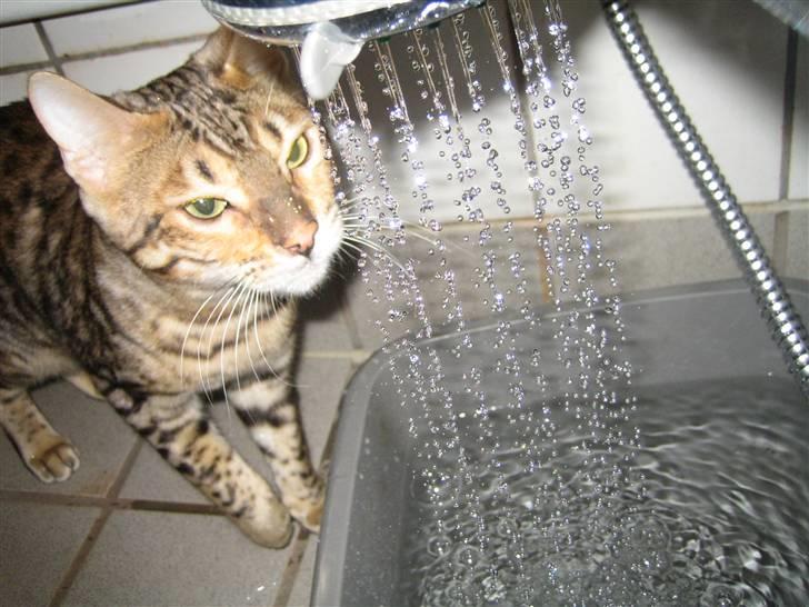 Bengal Ace of Spades RIP - Det er sjovt at lege med vand der kommer ud af bruseren  billede 3