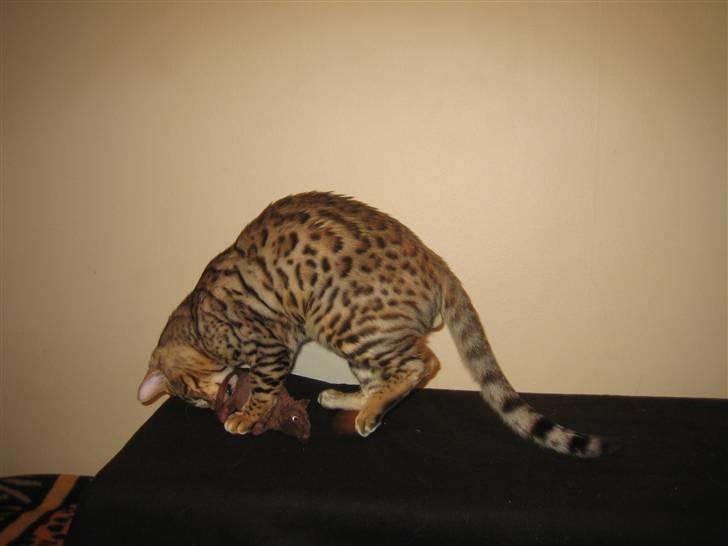 Bengal Ace of Spades RIP - Ace med et af sine yndlings legetøj billede 4