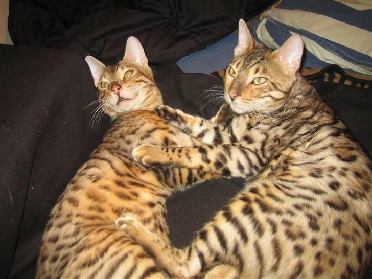 Bengal Ace of Spades RIP - Ace ligger og putter med sin brormand Seven (Ace til højre) billede 5