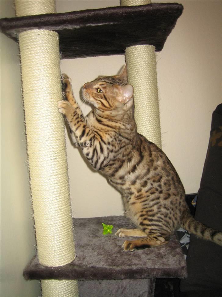 Bengal Ace of Spades RIP billede 6