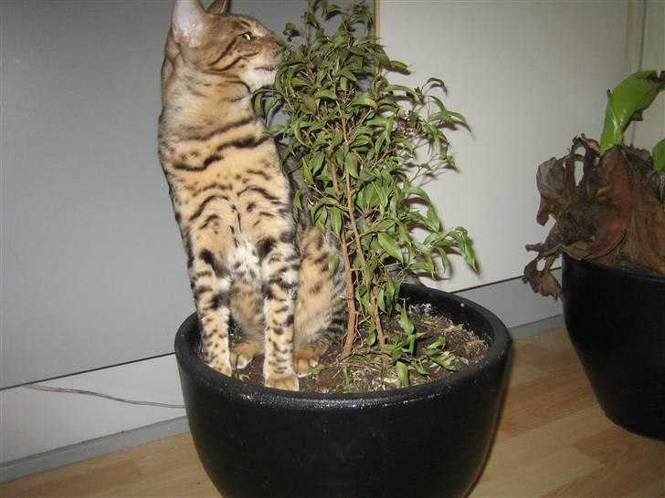 Bengal Ace of Spades RIP - Ace er ikke sund for vores potteplanter billede 7