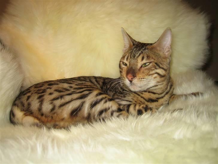 Bengal Ace of Spades RIP - Luksusdyret ved godt hvad der er bedst at tage middagslur på, og lammeskind er helt perfekt. :D billede 8