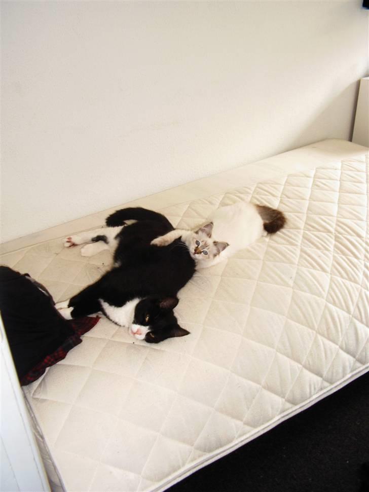 Huskat Jack billede 14