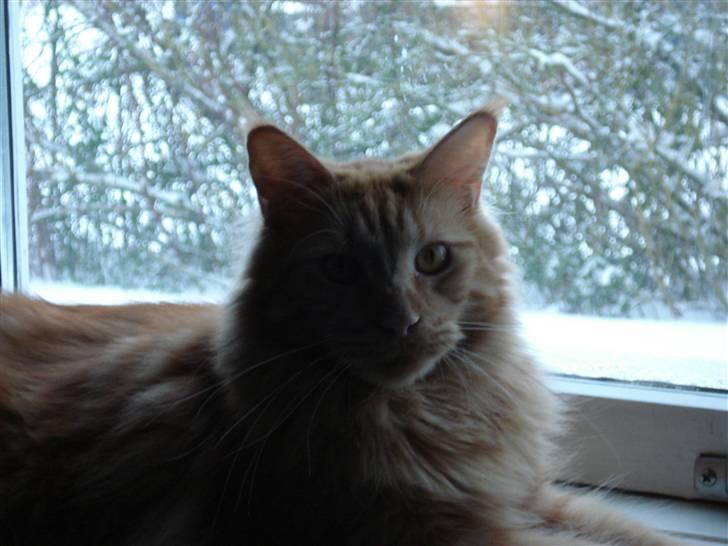 Maine Coon simba  billede 17