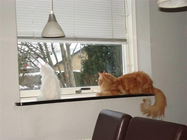 Maine Coon simba  billede 18