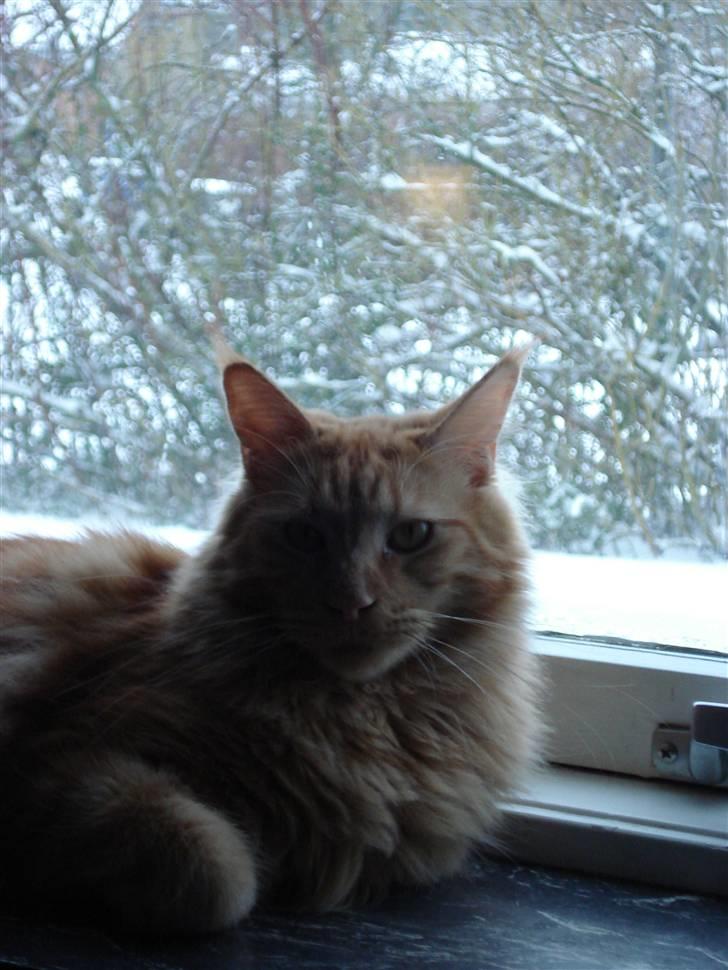 Maine Coon simba  billede 19