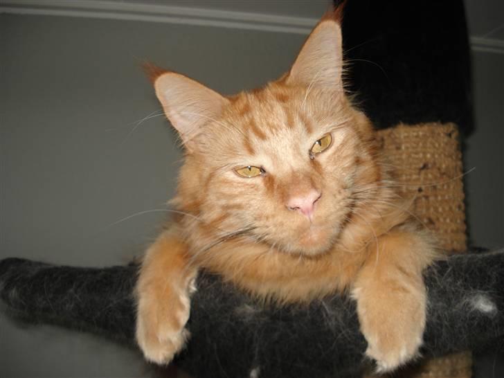 Maine Coon simba  billede 20