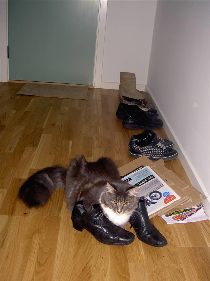 Maine Coon Tristan billede 11