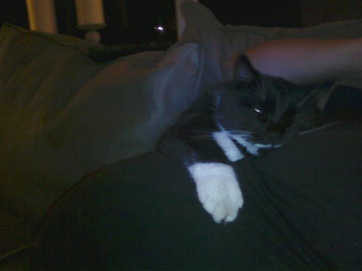 Blanding af racer Rumle - tager lige en krammer om mors store gravide mave:-) billede 13